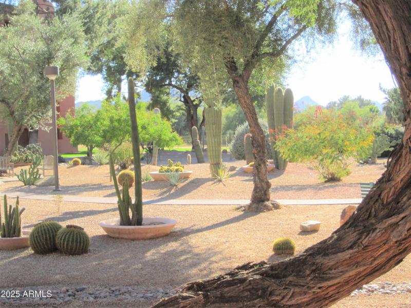 ANASAZI CACTUS AMAZING GARDEN