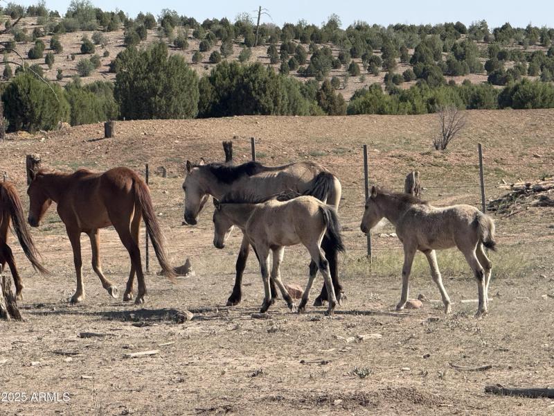 WILD HORSES IN THE FOREST NEAR BY