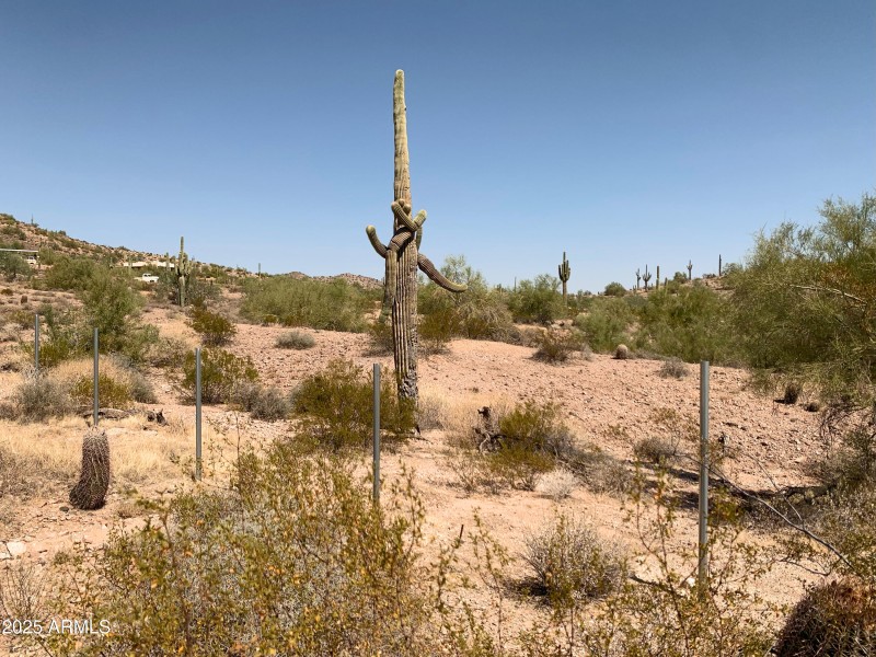 Pristine Vegetation!