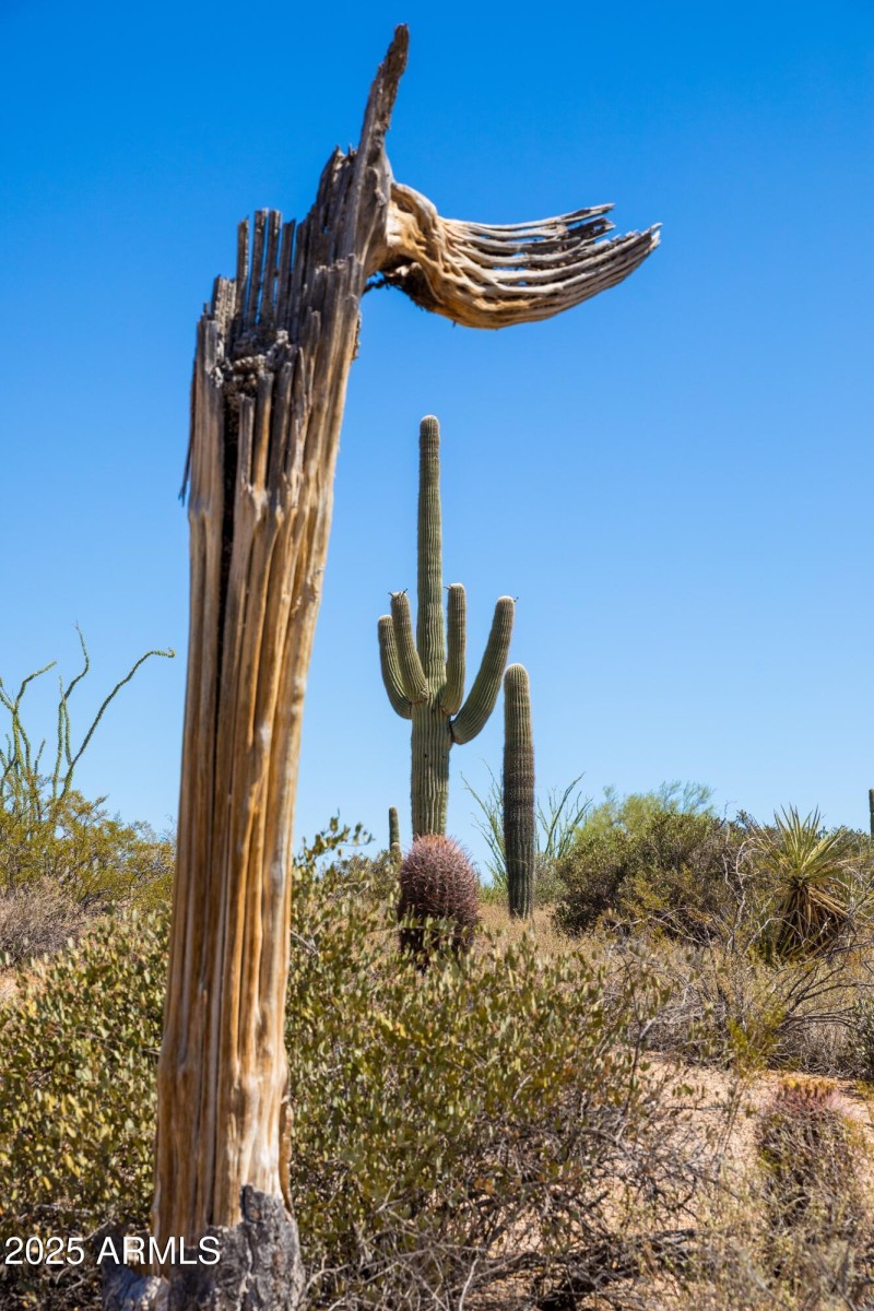 Mature Saguaros