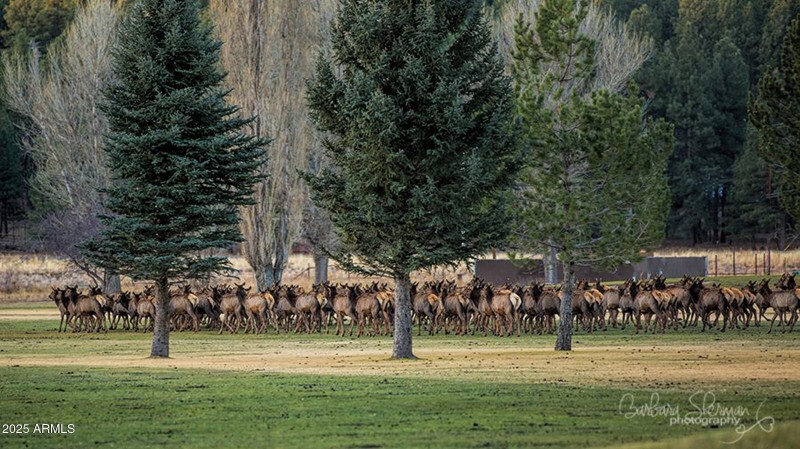 MP-elk herd