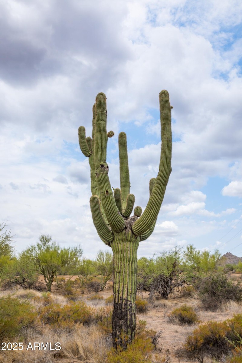 Mature Saguaro w Natural Desert