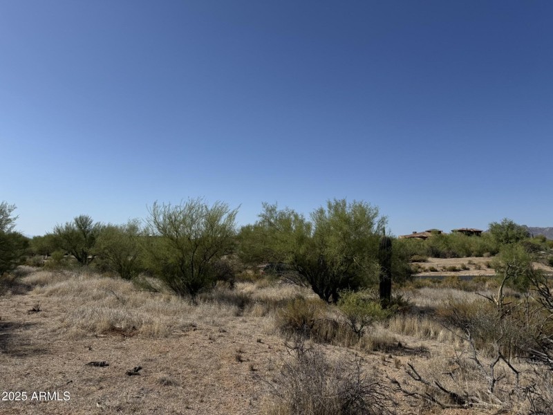 Natural Desert Vegetation