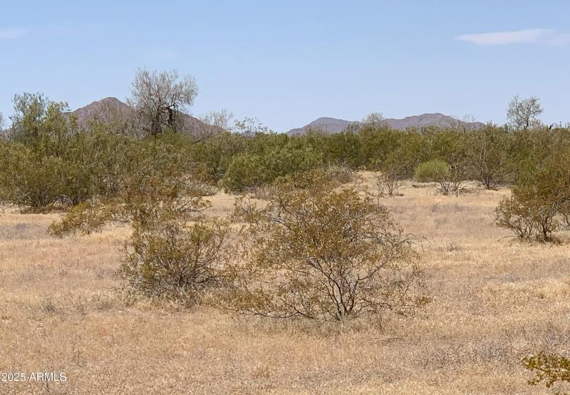 Pristine Desert Vegetation!