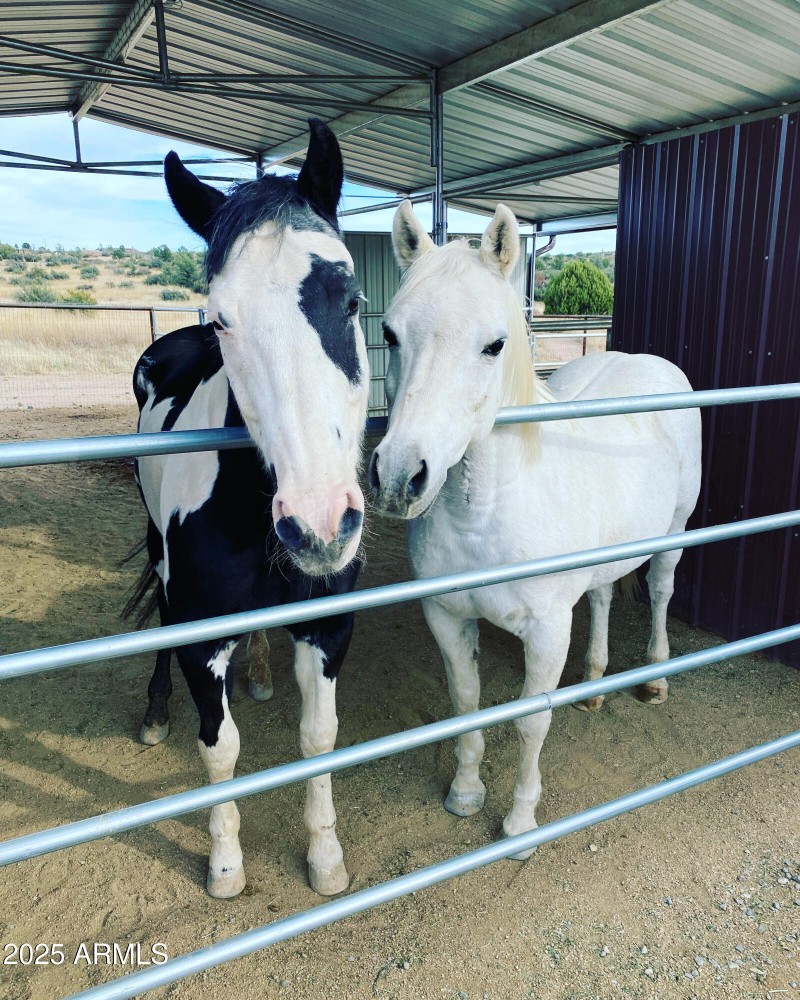 Comfortable for our Equine Friends