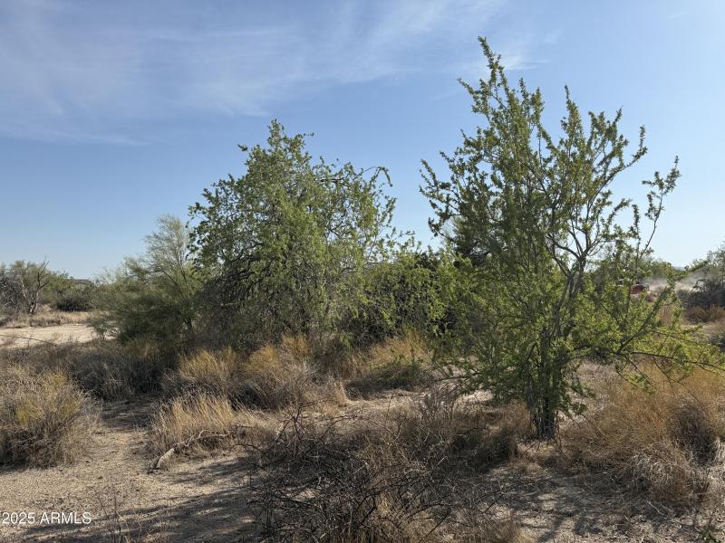 Natural Desert Plants