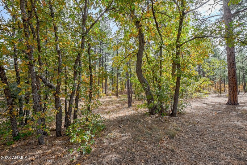 19 acres in Show Low AZ