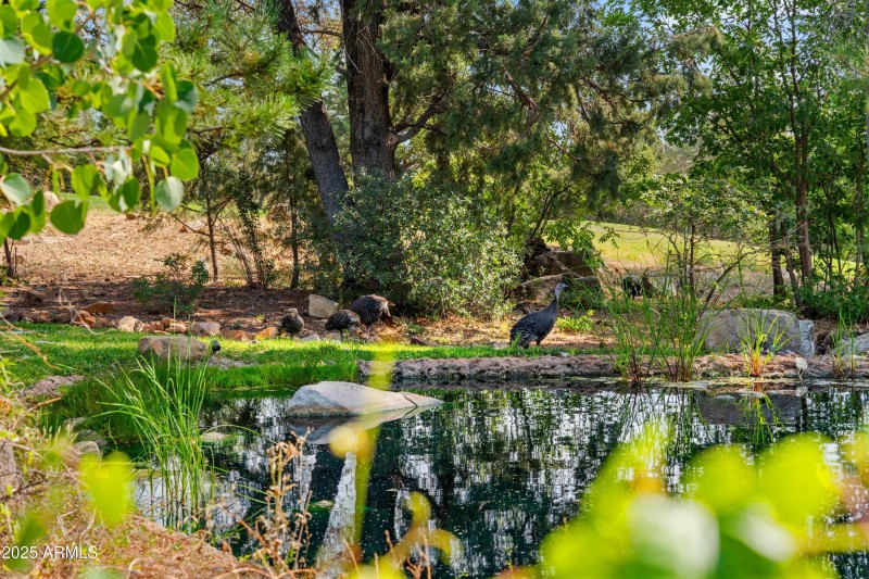 033_Babbling Brook Livestock