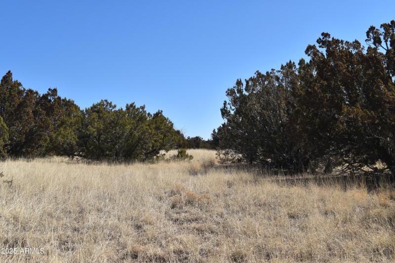 Short Drive to Show Low