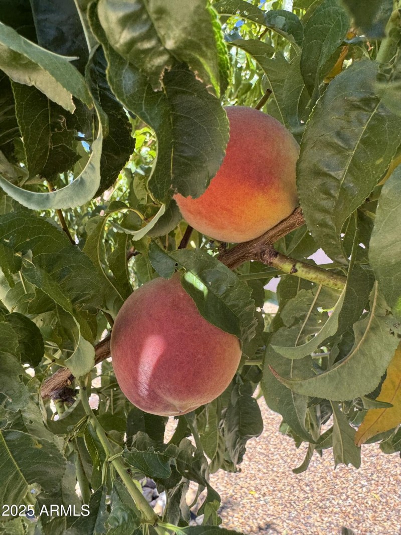 Peach Tree