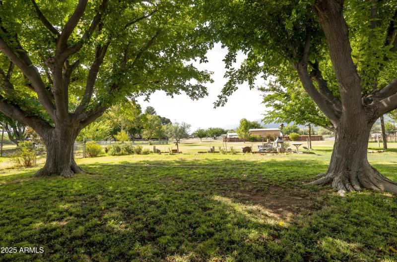 Mulberry Shade Trees