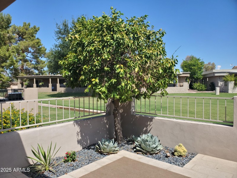 PINK GRAPEFRUIT TREE