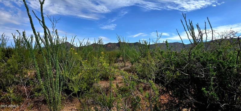 South Lonesome Drive