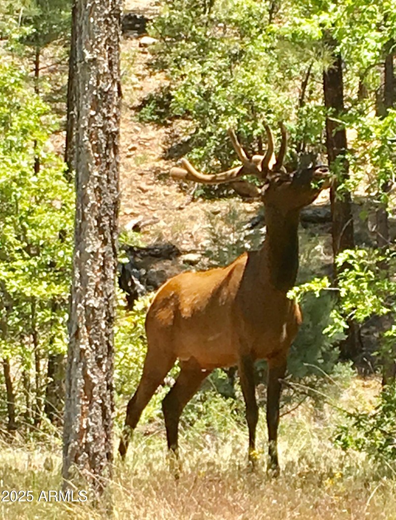 ELK IN THE FOREST