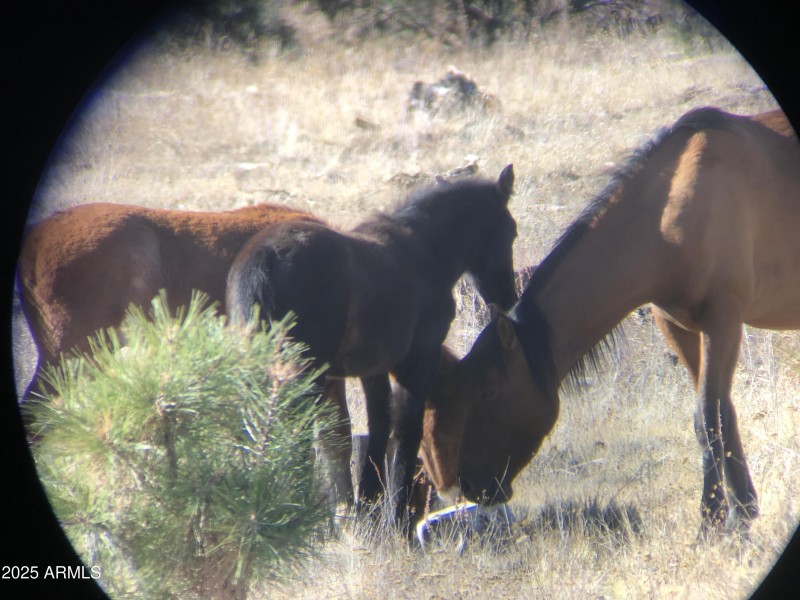 HORSES IN THE FOREST