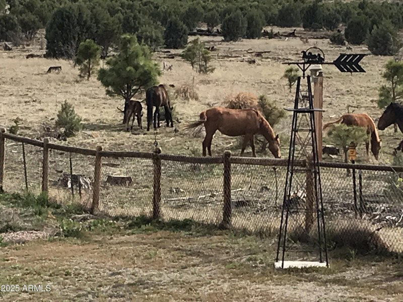HORSES AT THE BACK FENCE