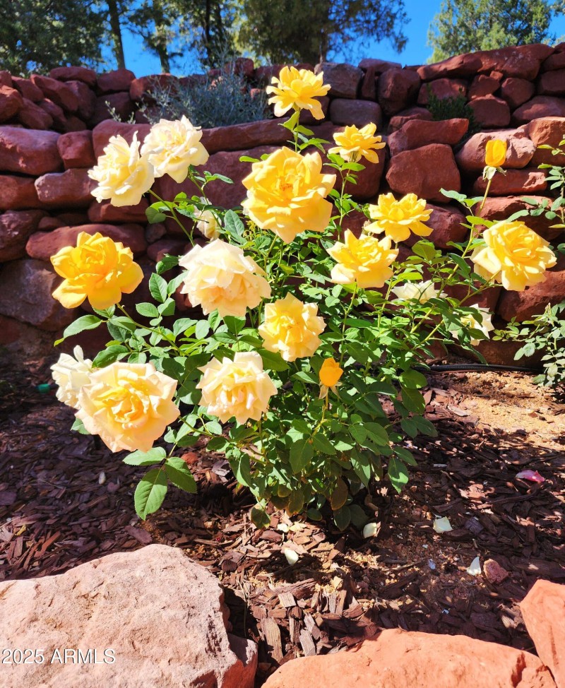 rose bush yellow