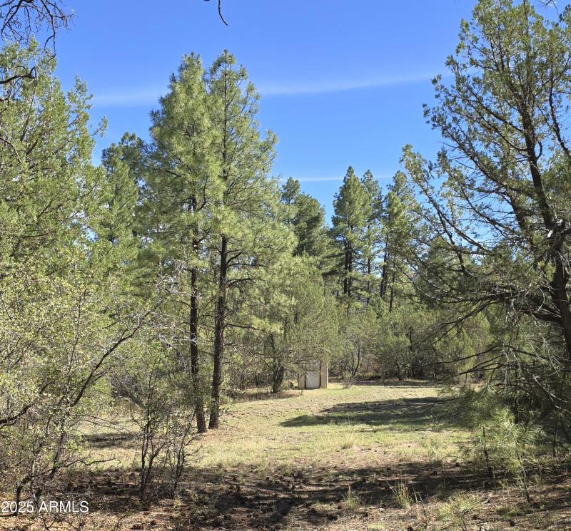 Meadow betw Cabin & Pump Hs