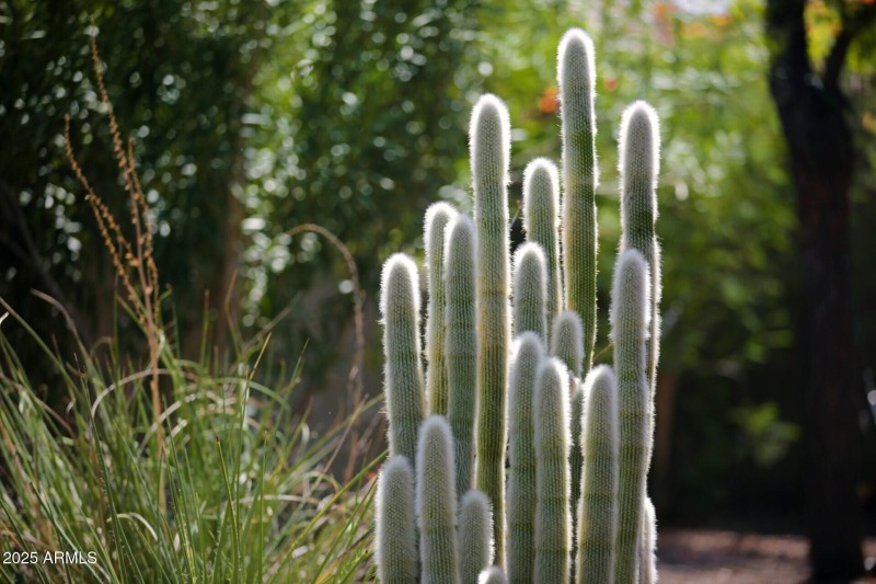 thumbnail_Palo Brea Lane (5)