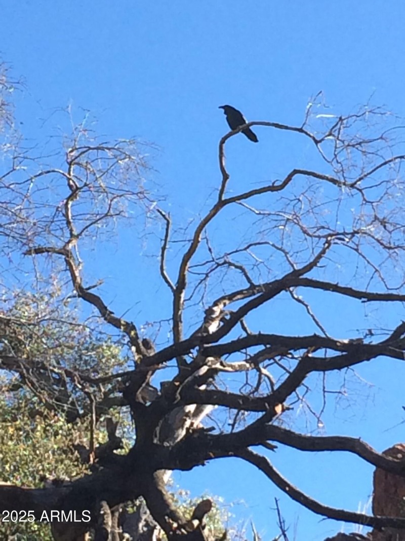 Oak-sculpture-2-scaled