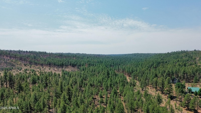 Surrounded by Forest