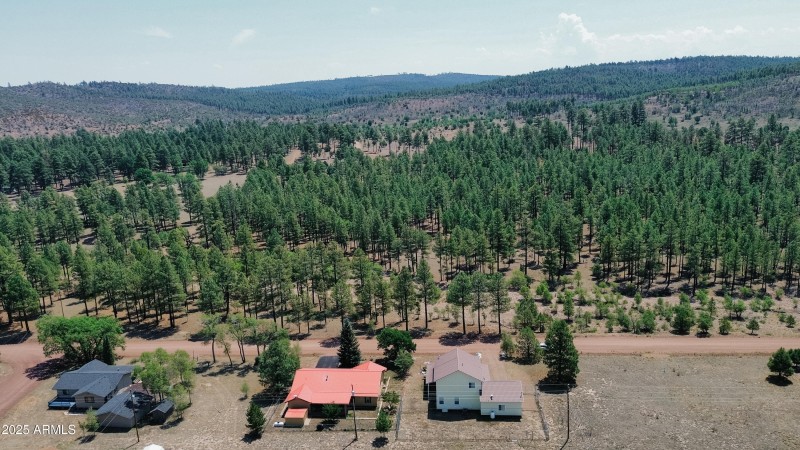 Surrounded by Forest