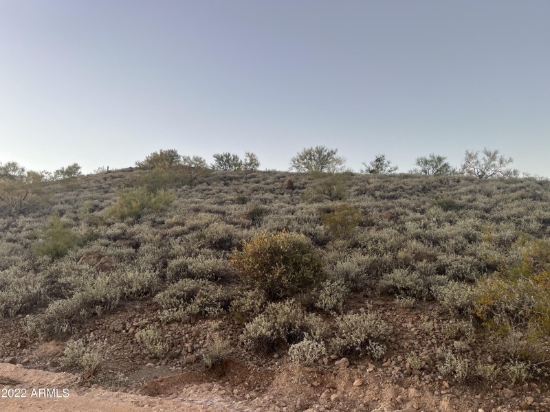 014_Lush Desert up the hillside