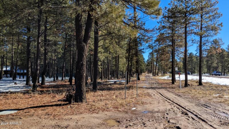 Adjacent National Forest