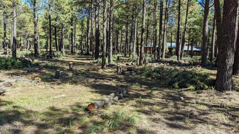 Tree thinning in process