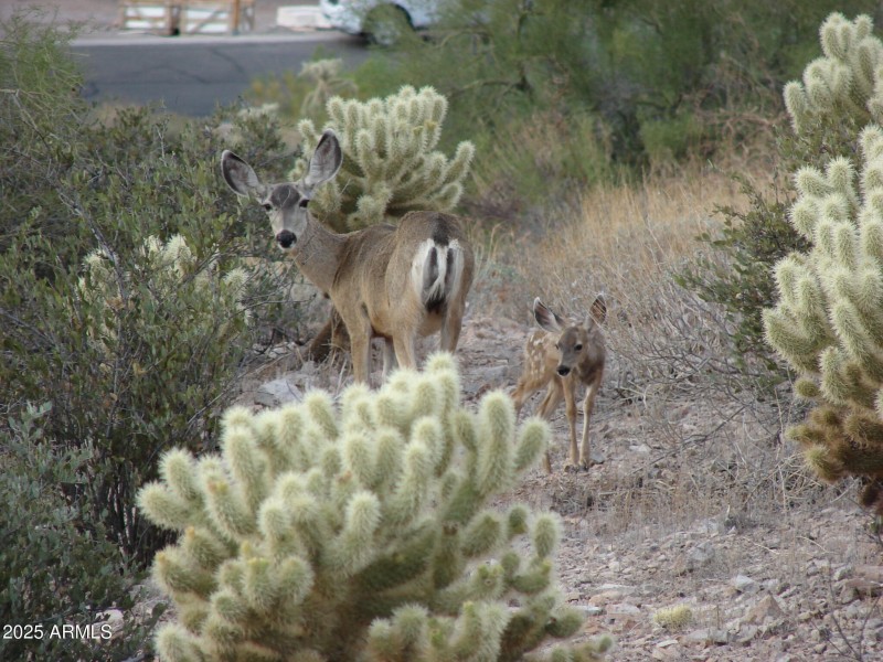 Gold Canyon Wildlife