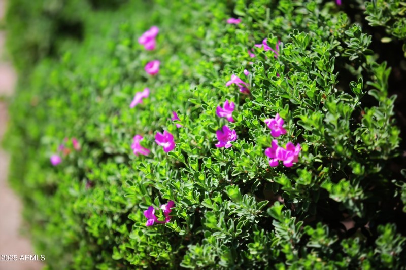 Pine Springs Drive (3)