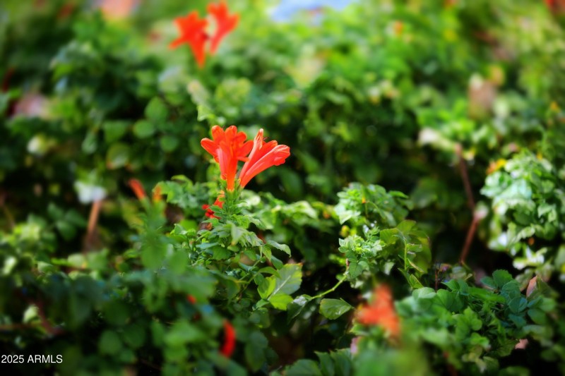 Pine Springs Drive (46)