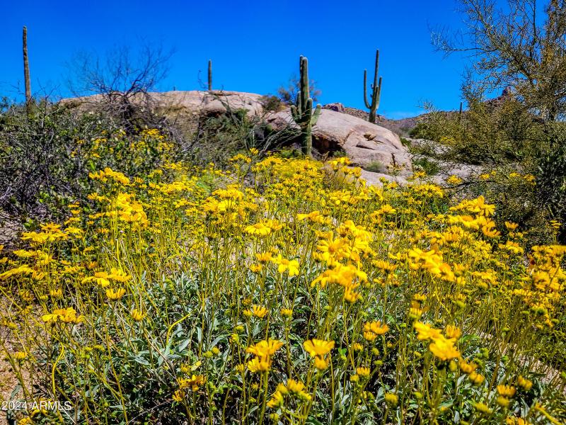 Spring bloom of brittlebush