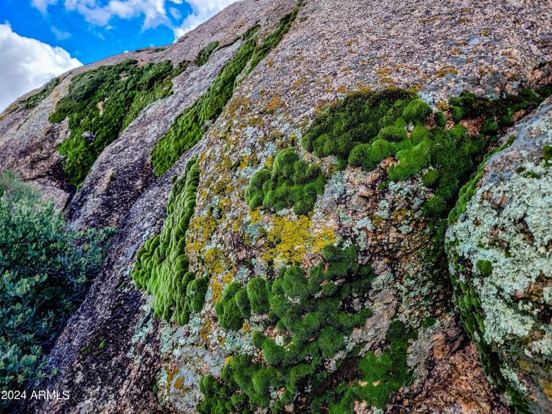 remarkable moss fields on the rocks!
