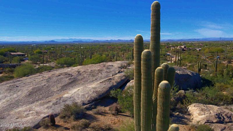 Soaring saguaro cactus