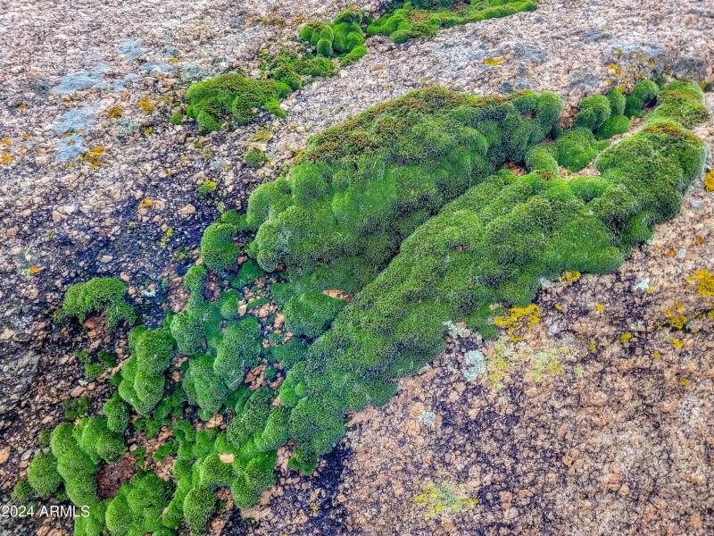 patinas on the rock with lichen and thic
