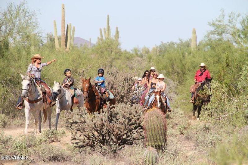 Fountain Hills horses