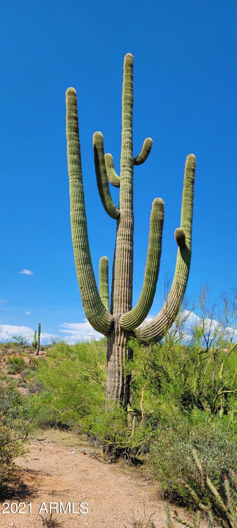 Huge Saguaro's