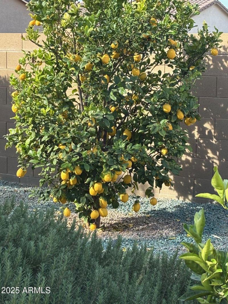 Lemon Tree