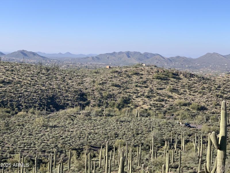 Saguaro Forest