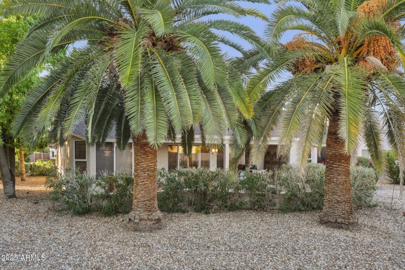 Beautiful palm trees