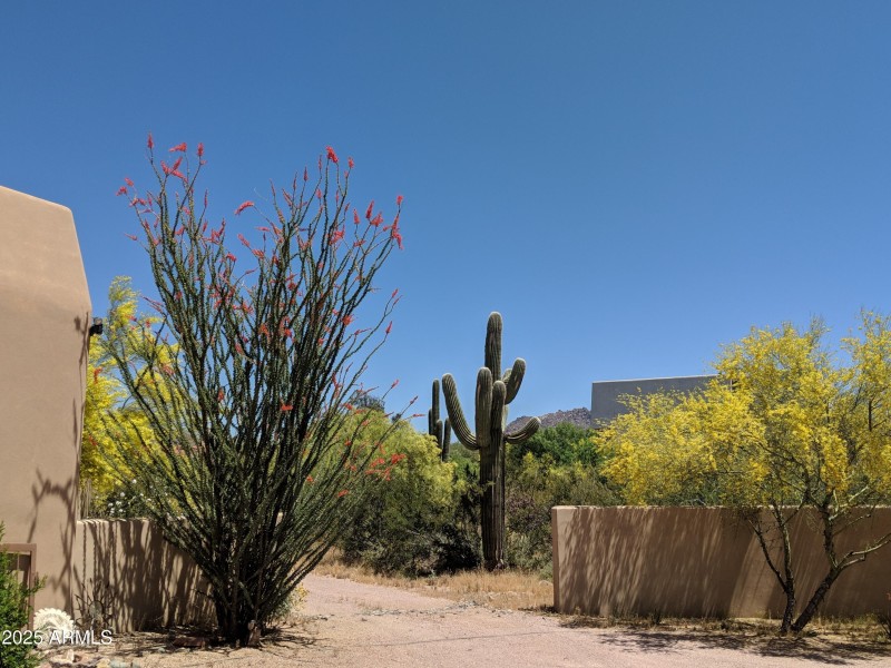 Stunning Desert Beauty