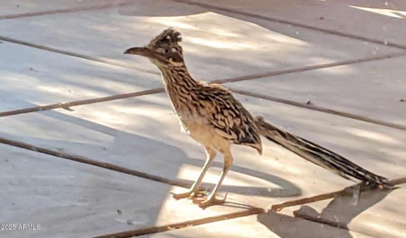 Gorgeous Desert Creatures
