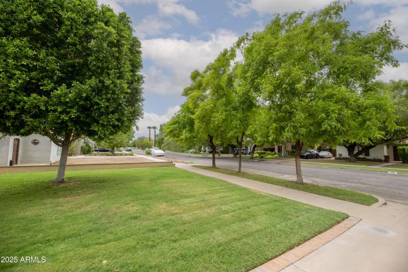 3 beautiful Tipu trees