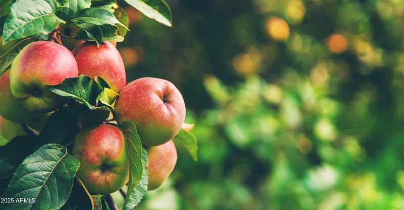 PRIVATE APPLE ORCHARD FOR RESIDENTS