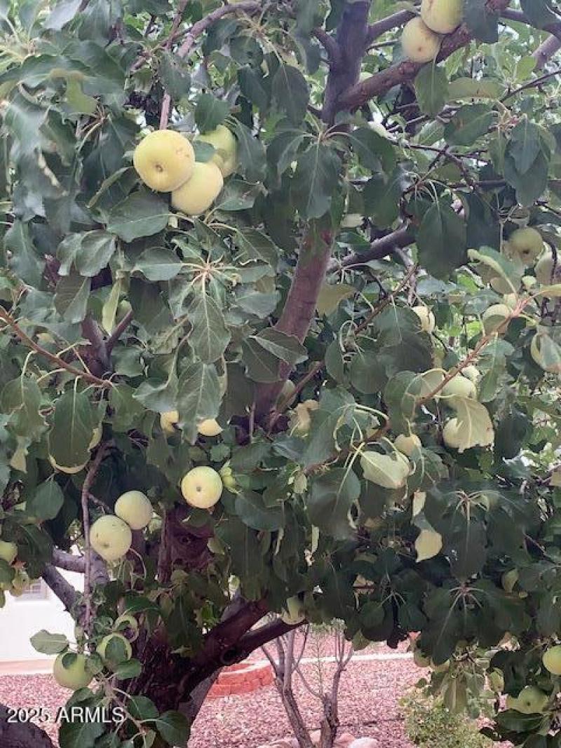 Your very owned apples