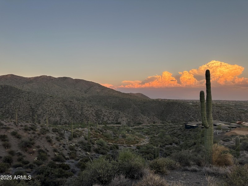 004_Saguaro Forest wSunset