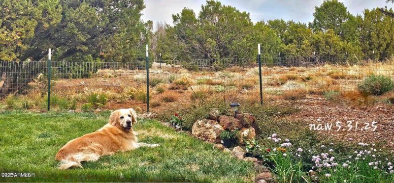 3N - Sweet puppy does not come with the