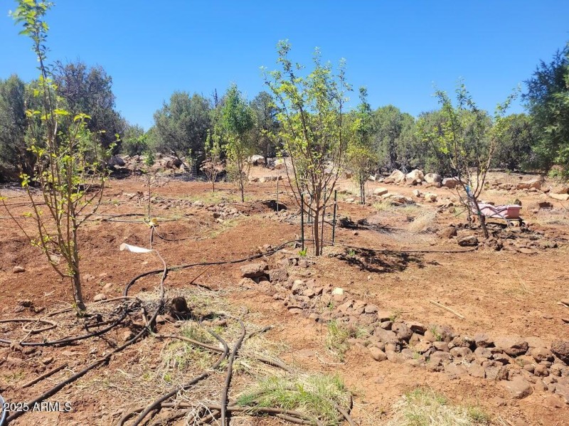 20250606_103438 orchard