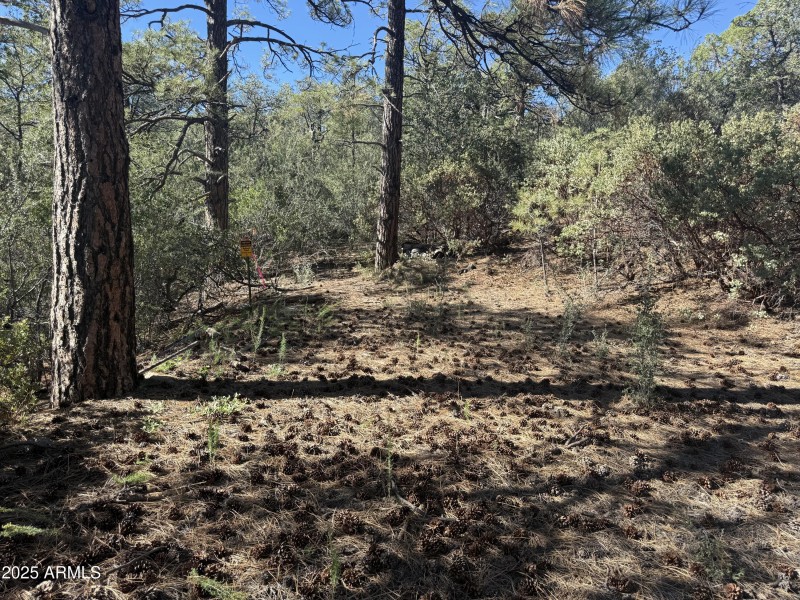 Borders national forest